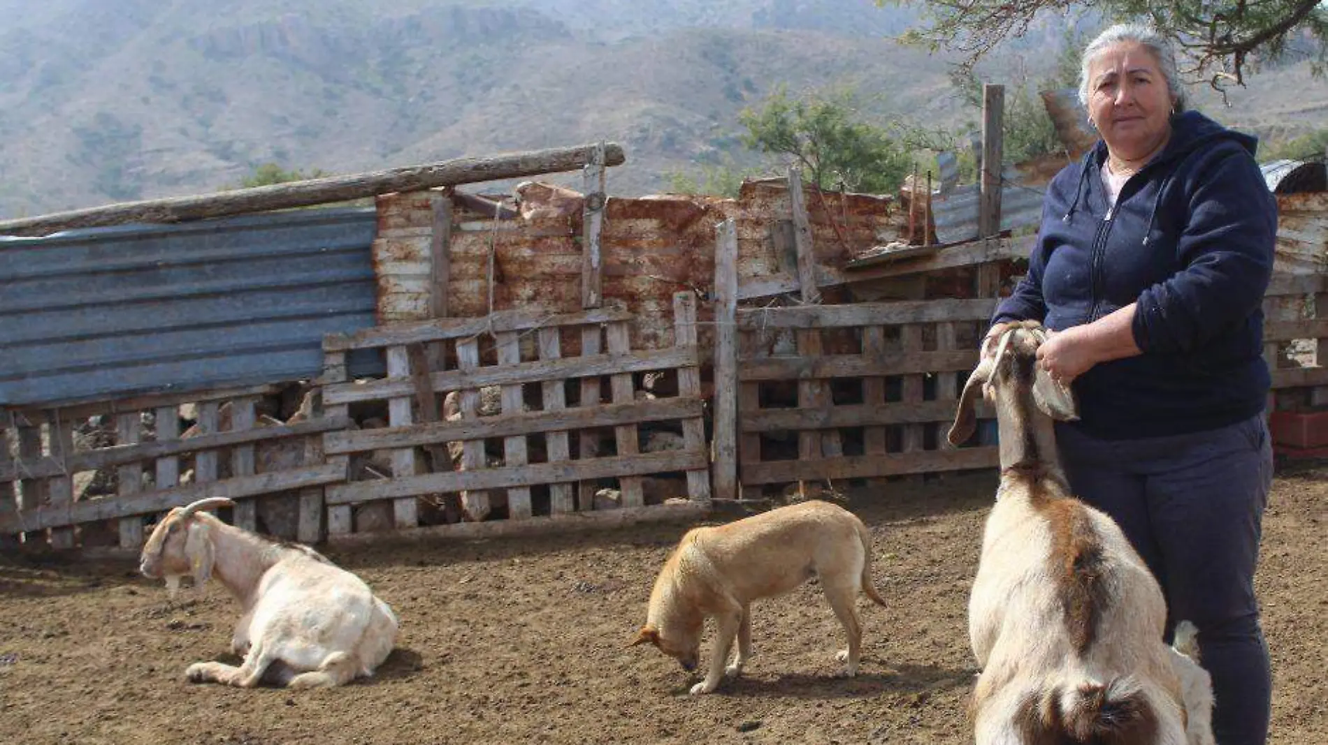 festival del cabrito en mulege